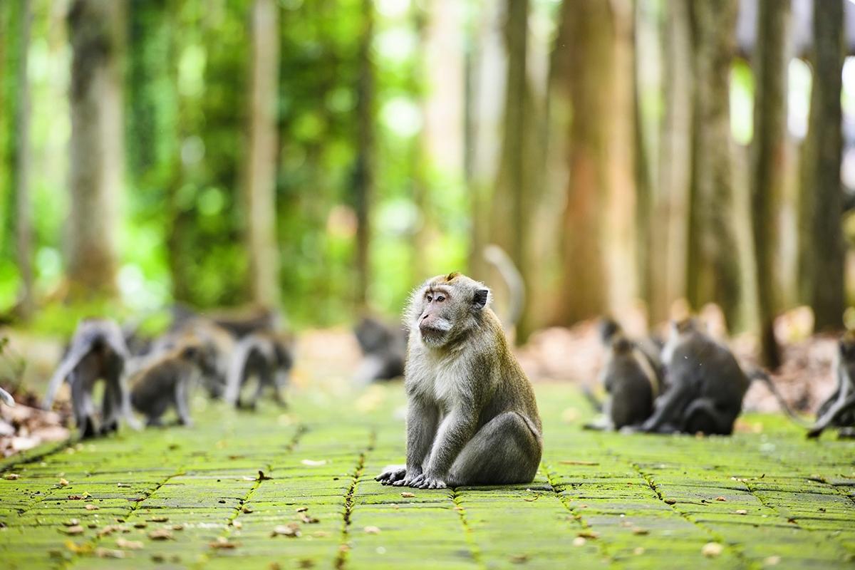 Balinese Long Tailed Monkey Ubud